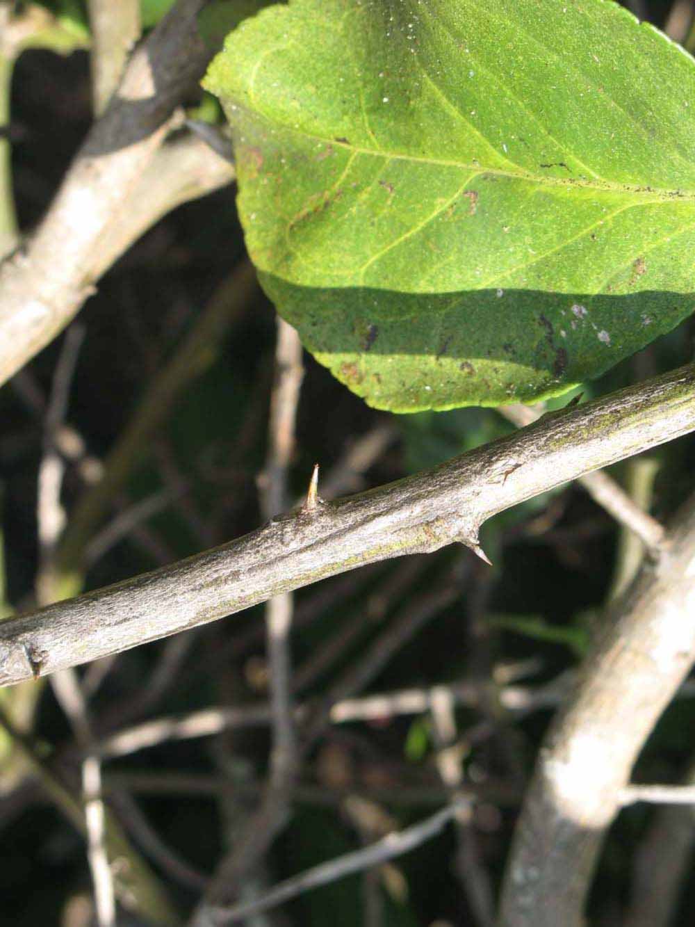              Second - third year twig (Winter Haven, FL)       